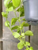 Zdjęcie Dishidia imbricata w kategorii rośliny, ujęcie 2