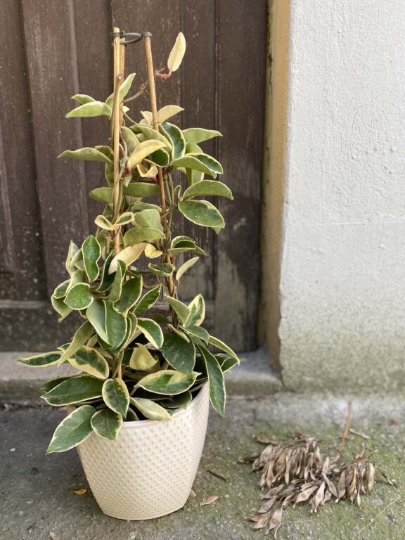 Zdjęcie Hoya krimson queen w kategorii rośliny, ujęcie 1