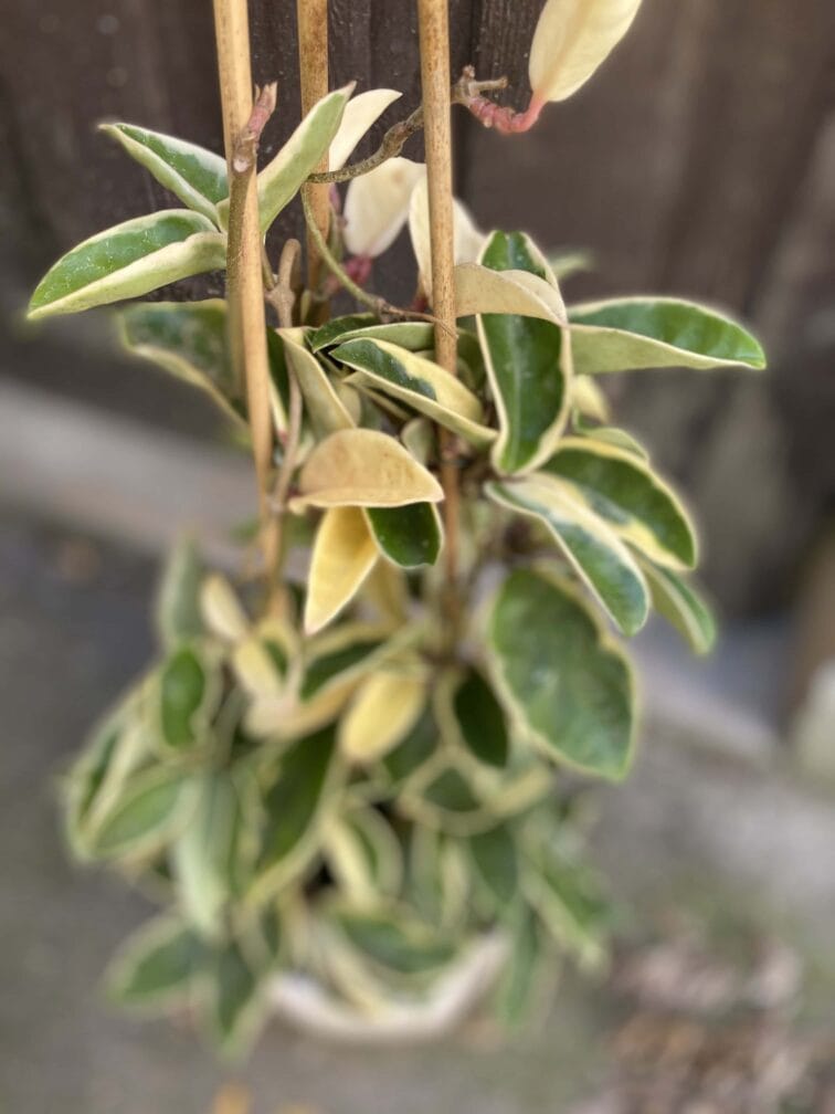 Zdjęcie Hoya krimson queen w kategorii rośliny, ujęcie 2