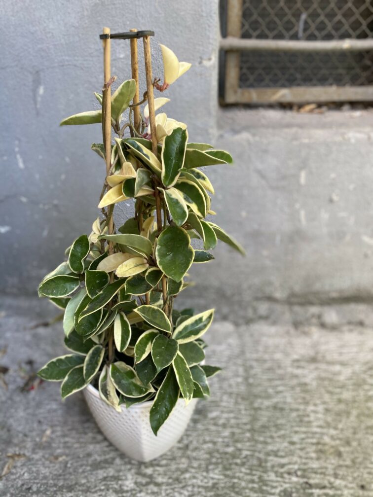 Zdjęcie Hoya krimson queen w kategorii rośliny, ujęcie 3