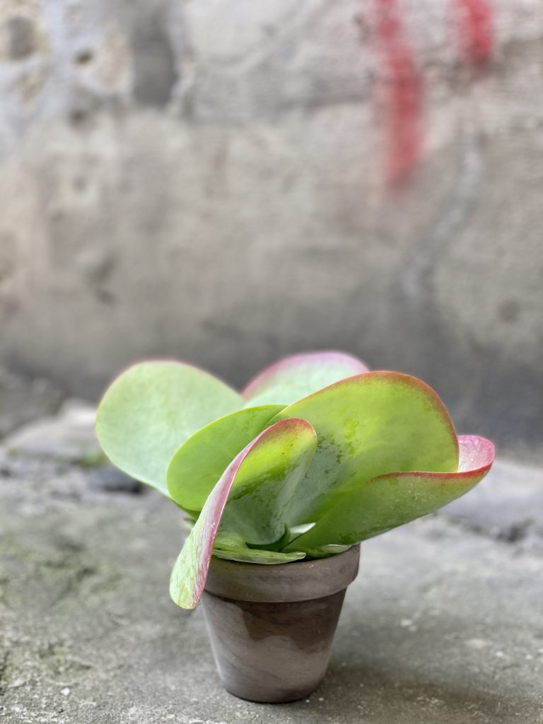 Zdjęcie Kalanchoe Thyrsiflora Red Lips w kategorii rośliny, ujęcie 2