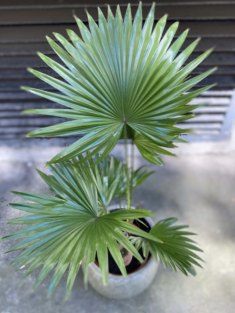 Zdjęcie Livistona rotundifolia w kategorii rośliny, ujęcie 1