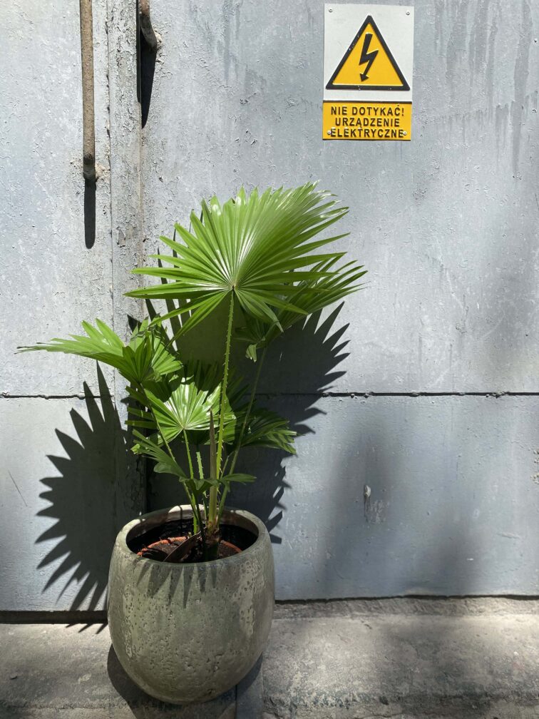 Zdjęcie Livistona rotundifolia w kategorii rośliny, ujęcie 2