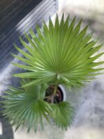 Zdjęcie Livistona rotundifolia w kategorii rośliny, ujęcie 3