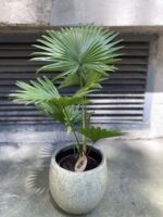 Zdjęcie Livistona rotundifolia w kategorii rośliny, ujęcie 4