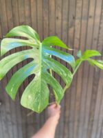 Zdjęcie rośliny Monstera Variegata Sadzonka Szczytowa, ujęcie 1