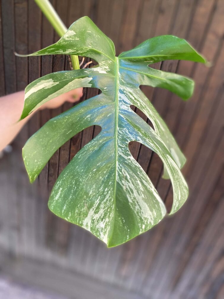 Zdjęcie rośliny Monstera Variegata Sadzonka Szczytowa, ujęcie 2