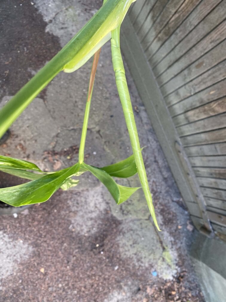 Zdjęcie rośliny Monstera Variegata Sadzonka Szczytowa, ujęcie 3