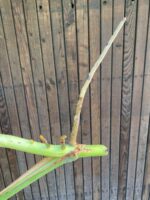 Zdjęcie rośliny Monstera Variegata Sadzonka Szczytowa, ujęcie 4