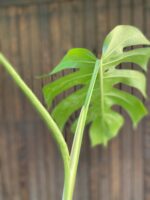 Zdjęcie rośliny Monstera Variegata Sadzonka Szczytowa, ujęcie 5