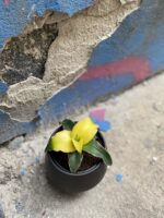 Zdjęcie Osłonka Black Horse 9x10 cm w kategorii doniczki, ujęcie 2