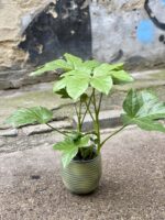 Zdjęcie Osłonka Leśne Runo 15x19 cm w kategorii doniczki, ujęcie 2