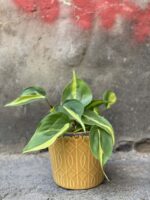 Zdjęcie Osłonka Matrix 11x12 cm w kategorii doniczki, ujęcie 2