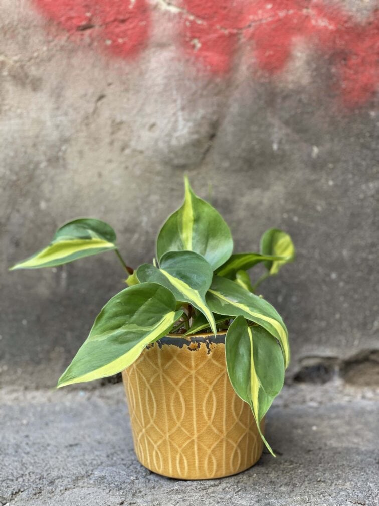 Zdjęcie Osłonka Matrix 11x12 cm w kategorii doniczki, ujęcie 2