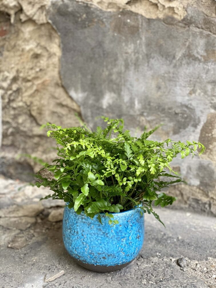 Zdjęcie Osłonka Moon Rock 12x13 cm w kategorii doniczki, ujęcie 2