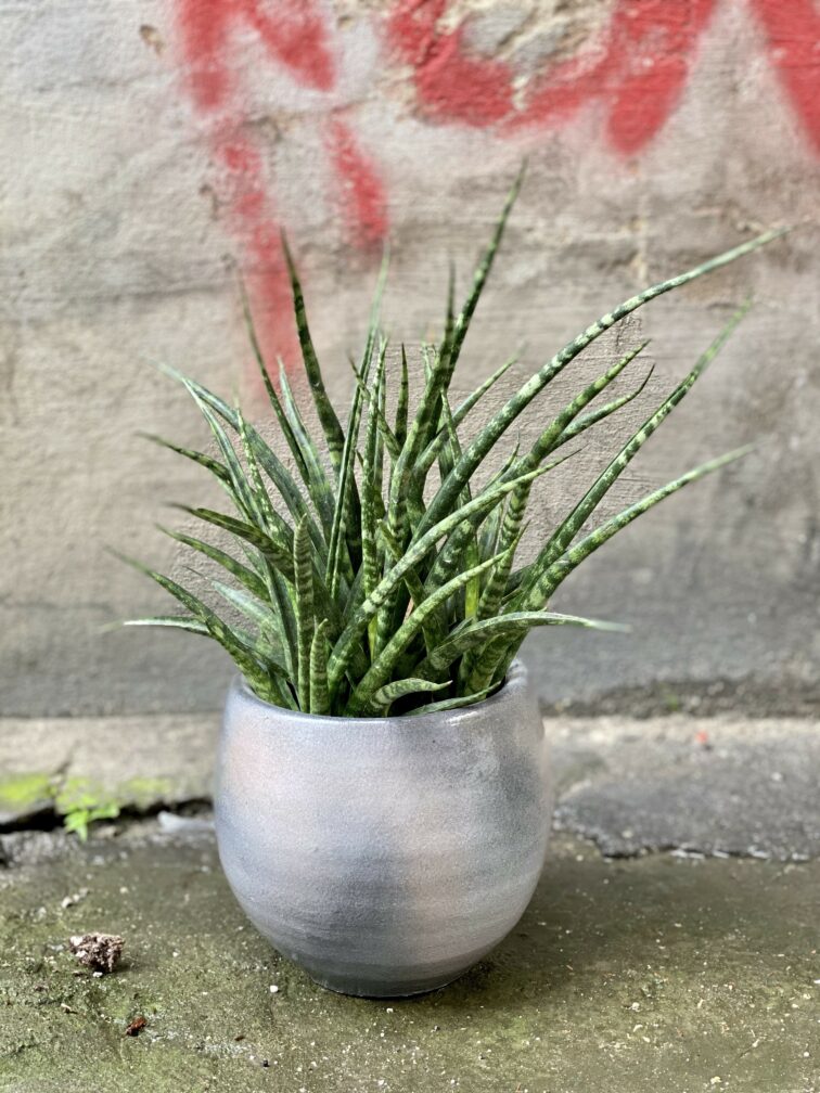 Zdjęcie Osłonka Nimbostratus 12x15 cm w kategorii doniczki, ujęcie 2