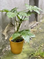 Zdjęcie Osłonka Sunshine 18x18 cm w kategorii doniczki, ujęcie 2