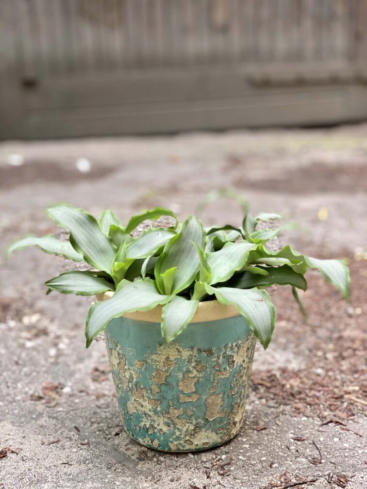 Zdjęcie Osłonka Twin Peaks 13x14 cm w kategorii doniczki, ujęcie 2