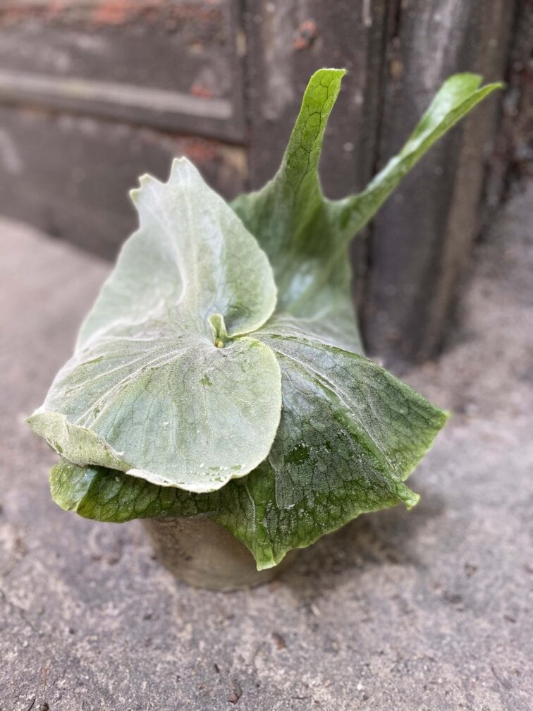 Zdjęcie Platycerium superbum w kategorii rośliny, ujęcie 1