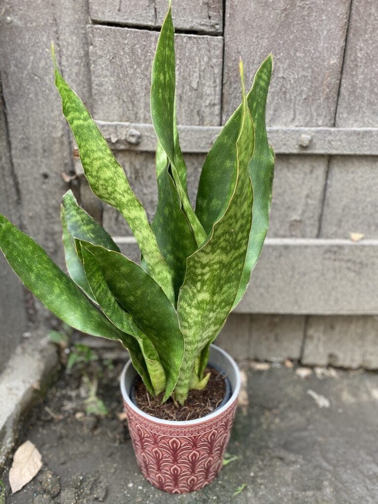 Zdjęcie Sansevieria Aubrytniana Jade w kategorii rośliny, ujęcie 2