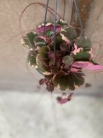 Zdjęcie Saxifraga stolonifera Tricolor (Skalnica Rozłogowa) w kategorii rośliny, ujęcie 1