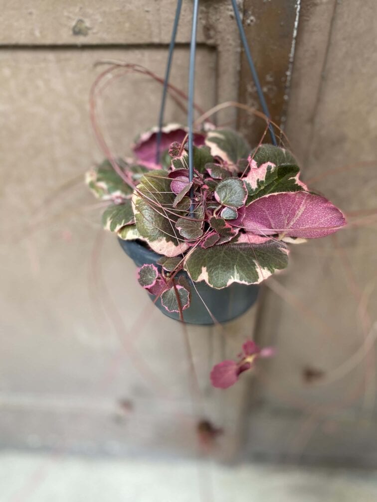Zdjęcie Saxifraga stolonifera Tricolor (Skalnica Rozłogowa) w kategorii rośliny, ujęcie 2
