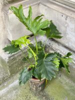 Zdjęcie Thaumatophyllum Bipinnatifidum (Filodendron Podwójnie Pierzasty) w kategorii rośliny, ujęcie 1