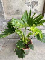 Zdjęcie Thaumatophyllum Bipinnatifidum (Filodendron Podwójnie Pierzasty) w kategorii rośliny, ujęcie 2