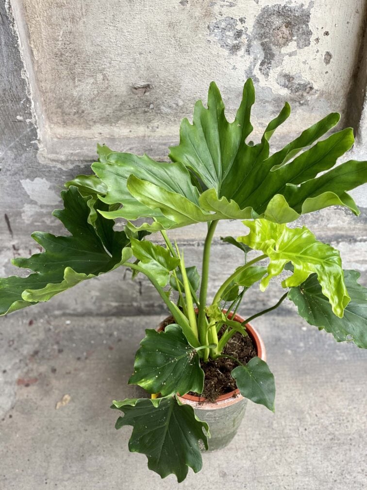 Zdjęcie Thaumatophyllum Bipinnatifidum (Filodendron Podwójnie Pierzasty) w kategorii rośliny, ujęcie 2