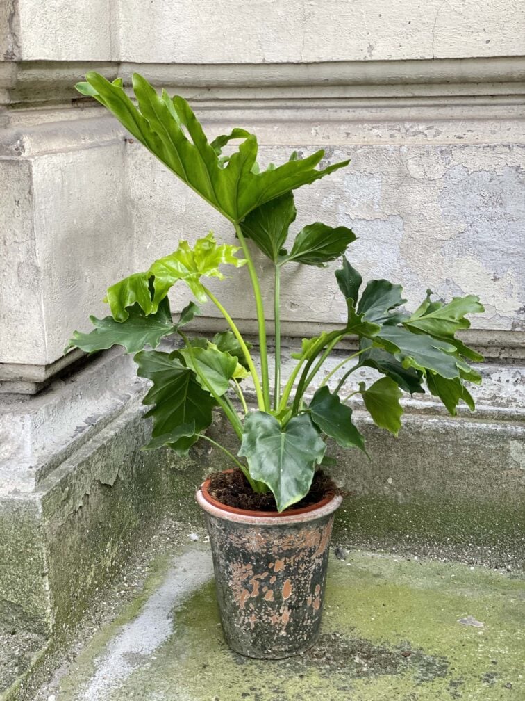 Zdjęcie Thaumatophyllum Bipinnatifidum (Filodendron Podwójnie Pierzasty) w kategorii rośliny, ujęcie 3