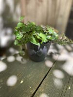 Zdjęcie Tradescantia Green w kategorii rośliny, ujęcie 1