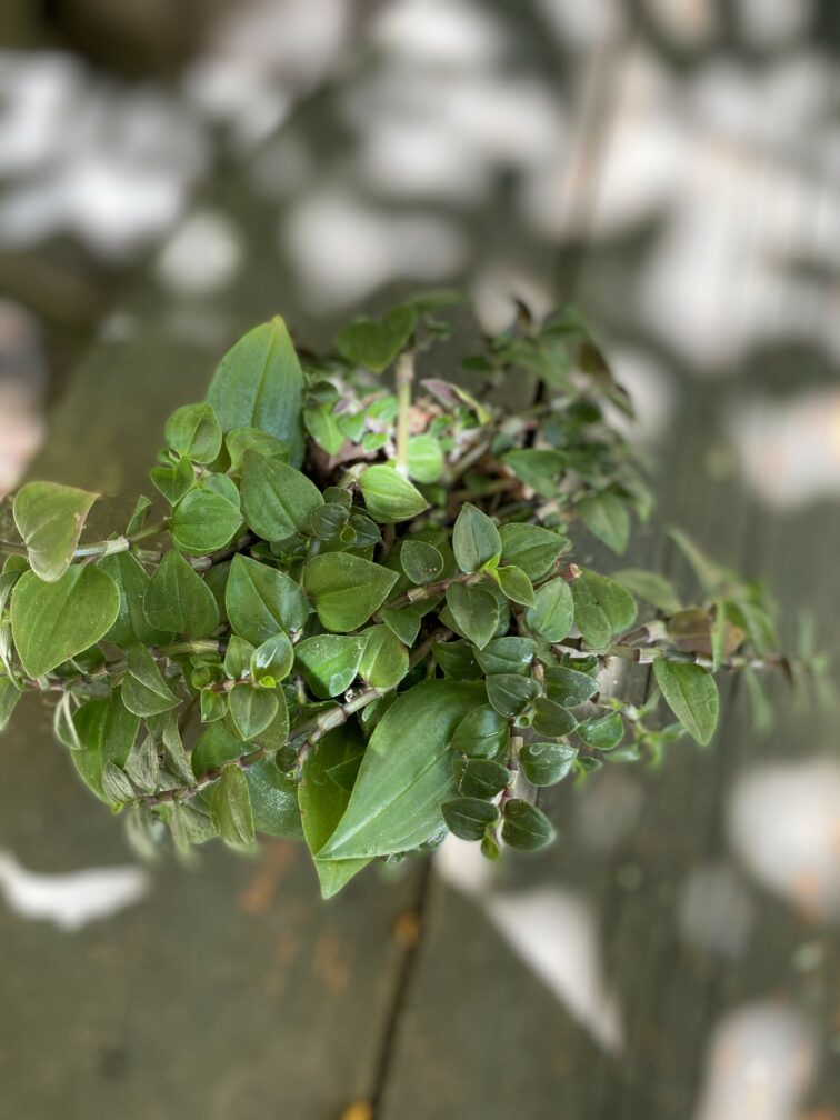 Zdjęcie Tradescantia Green w kategorii rośliny, ujęcie 2