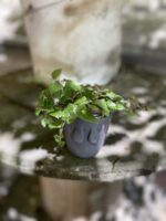 Zdjęcie Tradescantia Green w kategorii rośliny, ujęcie 3