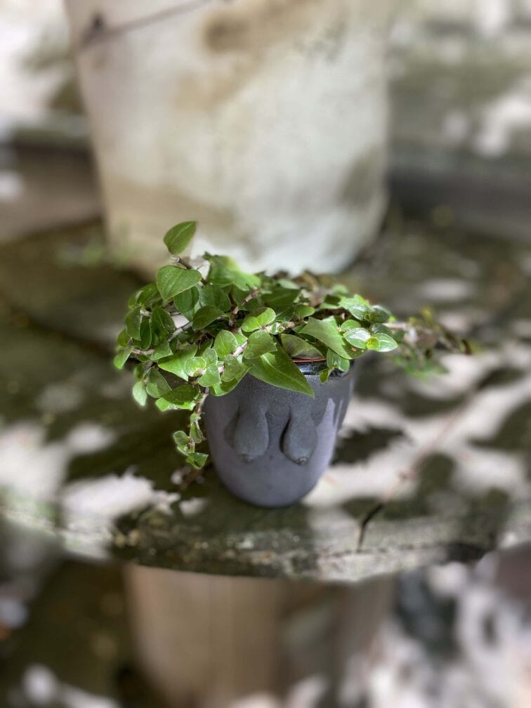 Zdjęcie Tradescantia Green w kategorii rośliny, ujęcie 3