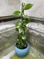 Zdjęcie Vanilla Planifolia w kategorii rośliny, ujęcie 1