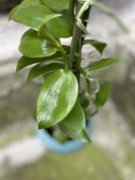 Zdjęcie Vanilla Planifolia w kategorii rośliny, ujęcie 3