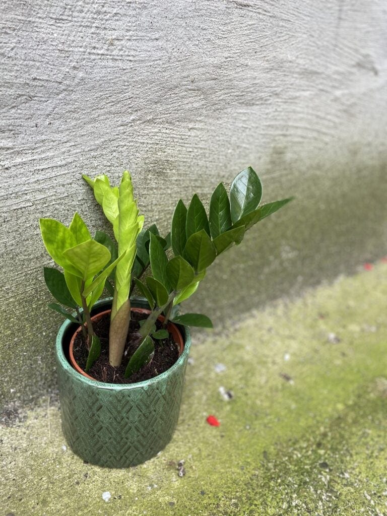 Zdjęcie Zamioculcas Zamiifolia w kategorii rośliny, ujęcie 1