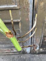 Zdjęcie rośliny Monstera variegata - sadzonka cięta szczytowa, ujęcie 6