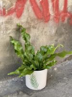 Zdjęcie doniczki lub oslonki: Osłonka Fern 12x13 cm, ujęcie 2