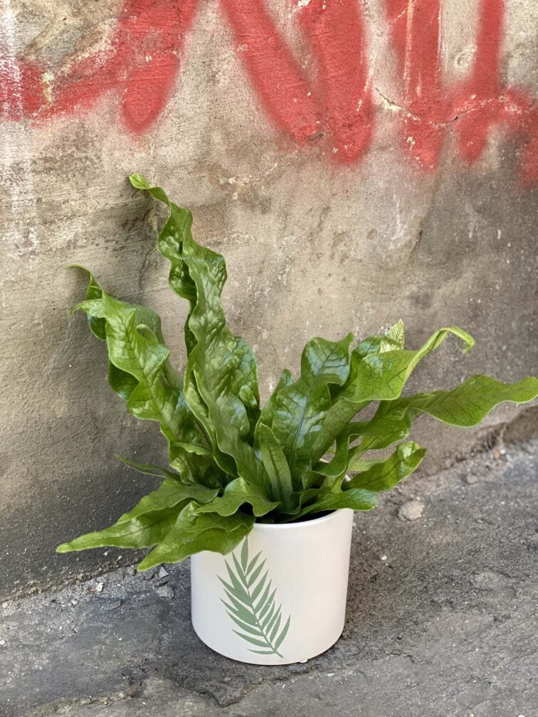 Zdjęcie doniczki lub oslonki: Osłonka Fern 12x13 cm, ujęcie 2