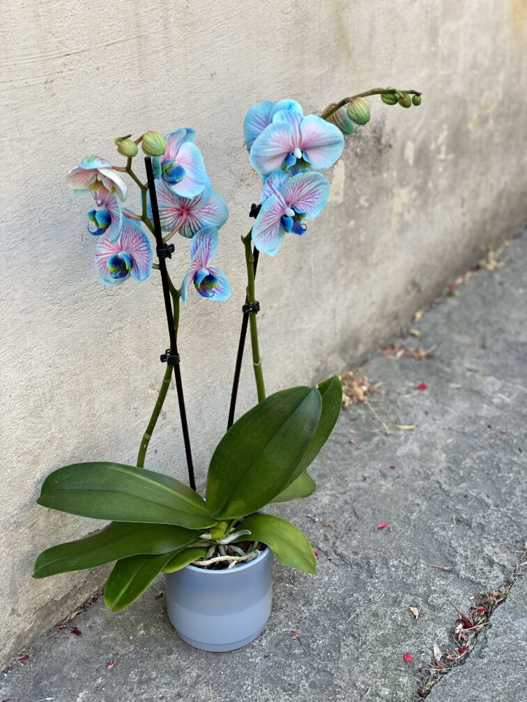 Zdjęcie doniczki lub oslonki: Osłonka Poranek 12x13 cm, ujęcie 2