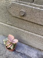 Zdjęcie rośliny Syngonium Neon Robusta, ujęcie 1