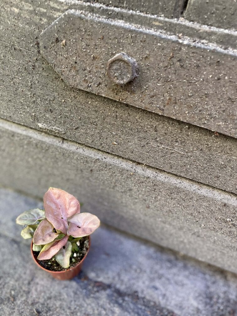 Zdjęcie rośliny Syngonium Neon Robusta, ujęcie 1