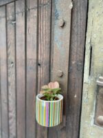 Zdjęcie rośliny Syngonium Neon Robusta, ujęcie 2