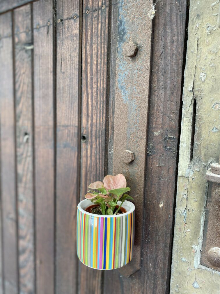 Zdjęcie rośliny Syngonium Neon Robusta, ujęcie 2