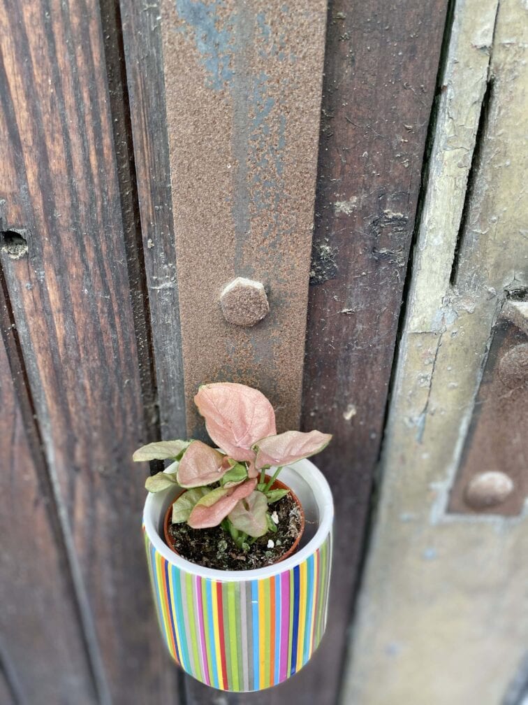 Zdjęcie rośliny Syngonium Neon Robusta, ujęcie 3