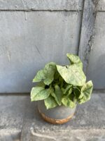 Zdjęcie rośliny Syngonium podophyllum Roxana, ujęcie 1