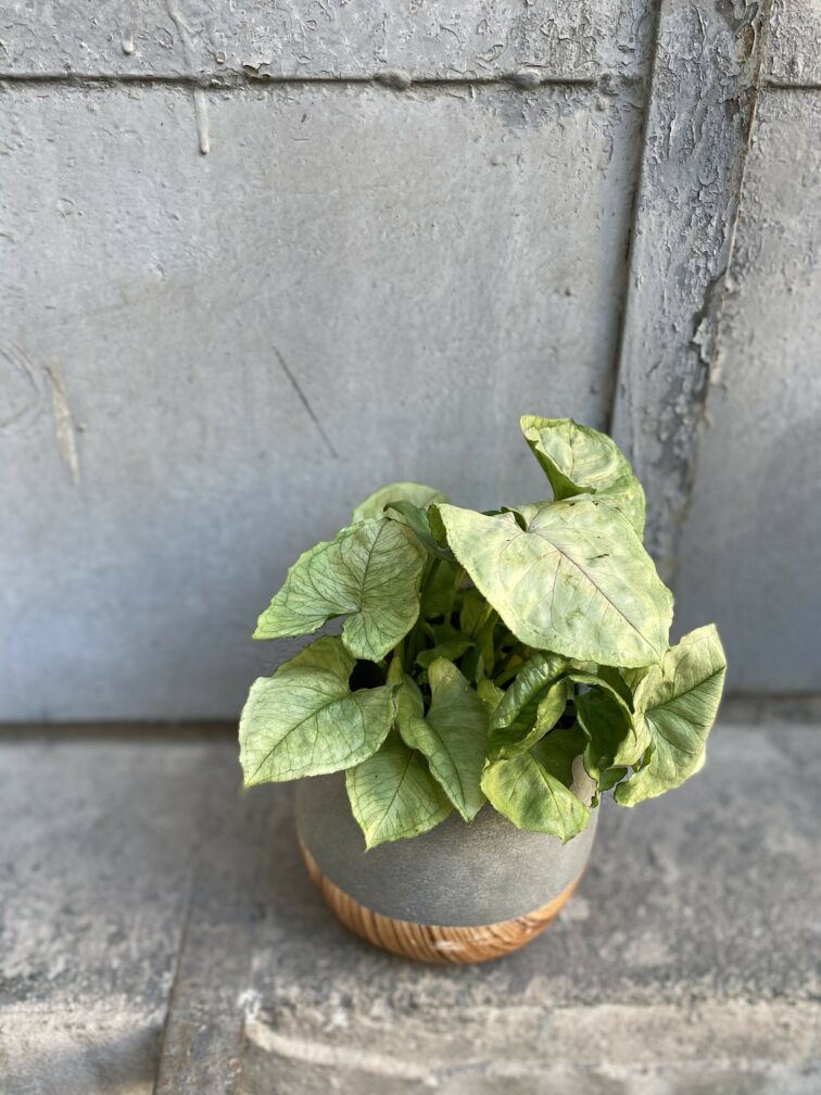 Zdjęcie rośliny Syngonium podophyllum Roxana, ujęcie 1