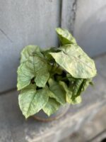 Zdjęcie rośliny Syngonium podophyllum Roxana, ujęcie 2