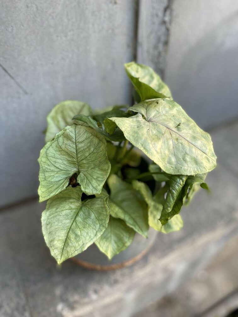 Zdjęcie rośliny Syngonium podophyllum Roxana, ujęcie 2